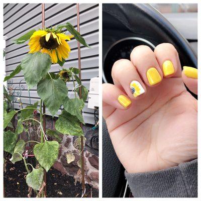 Real sunflower, hand painted sunflower