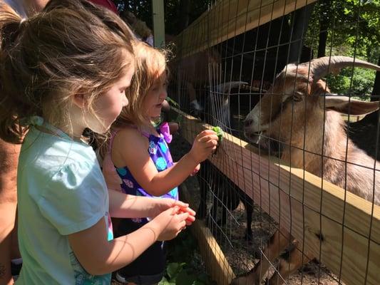 Playing with the petting zoo animals.