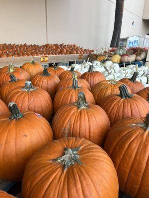 Pumpkin season is here!!!!!