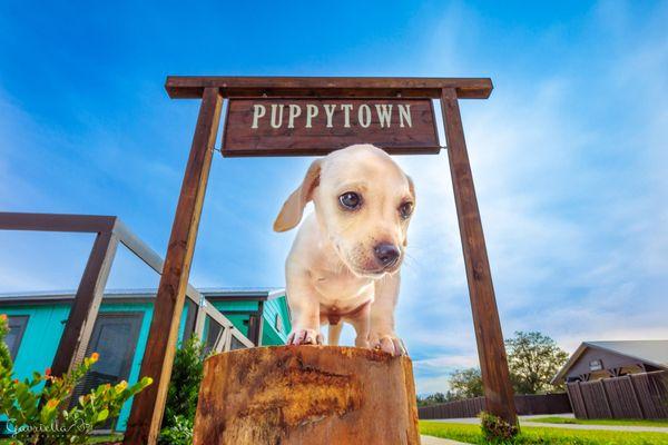 Puppy Town