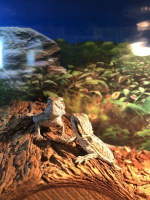 Baby bearded dragons