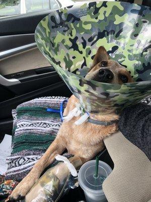 Joey hurt his foot but got this swanky cone and bandage. He's all better now! Thank you ladies of Kitsap vet!