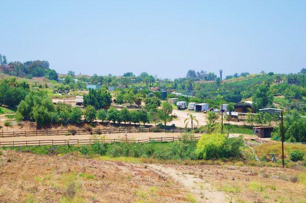 View of Rancho de los Cielos from hillside across canyon marked by grass fringe. See 300x220 ft arena encircled by trees.