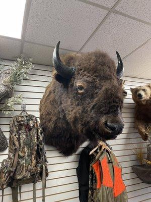 Bison  Head on display.