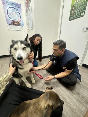 Dr. Kunal examining my husky