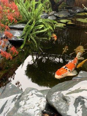 My pond installed by Lane at Yellow Lotus