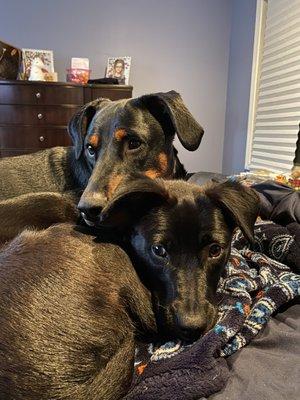 Ellie (all black) and Bella (black and brown)