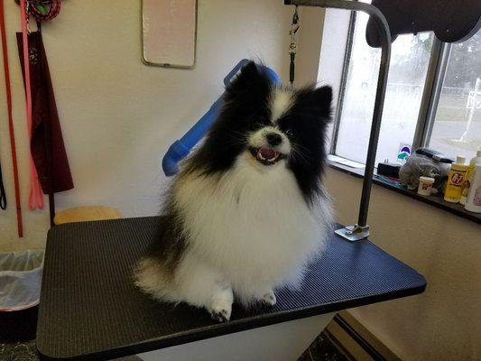 Dakota getting cleaned, trimmed and fluffed...!