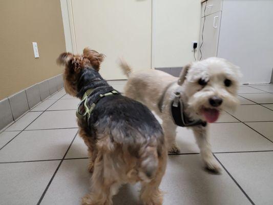 Tintin and Louie in exam room.