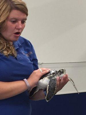 Supplemental guest speaker from Sea Life Park with baby Honu on ocean life lesson plan