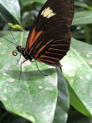 Key West Butterfly Nature Boutique