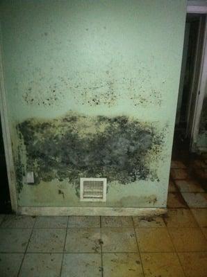 Basement mold