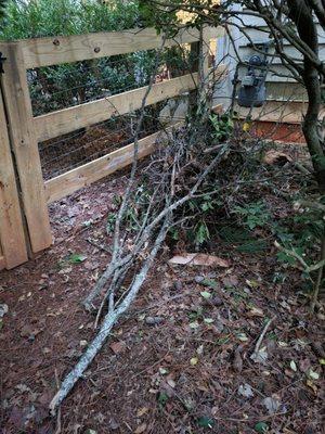 Branches and twigs I had to clean up after nacho