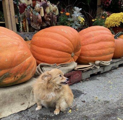 Valentino loving the Big Max pumpkins