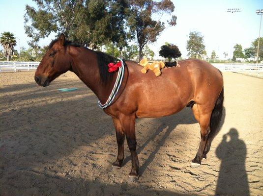 Eddie in a Equine Assisted Therapy Session