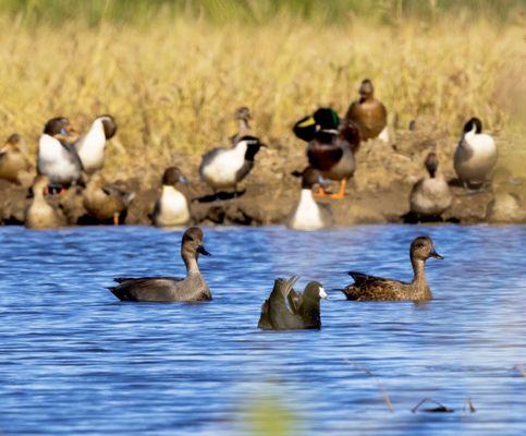 Sacramento National Wildlife Refuge