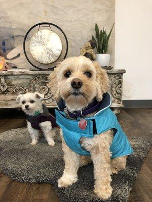 Happy pups with grooming by Fluffy Ruff