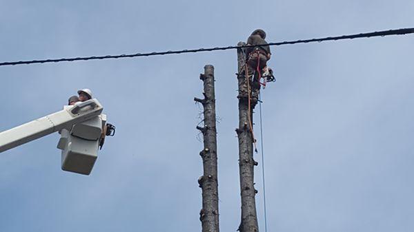 Columbia Tree Service