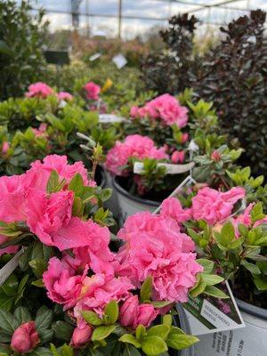 Azaleas blooming