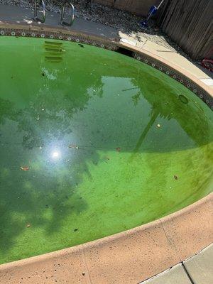 The entire deep end wall was covered in algae