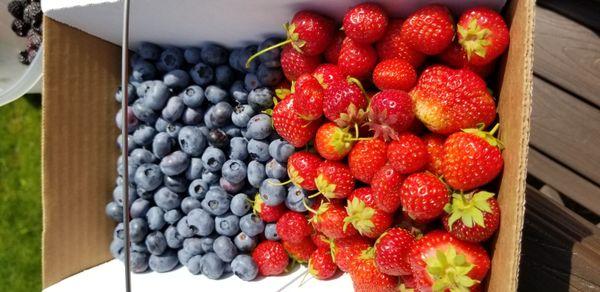 Freshly picked strawberries and blueberries