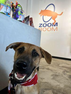 Smiling dog in front of Zoom Room sign