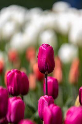 Skagit Valley Tulip Festival