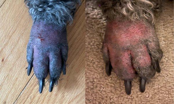 My dogs foot.