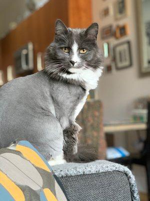 Happy boy with his lion cut