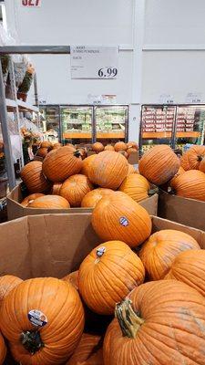 Jumbo pumpkins $7