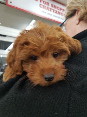 I met this sweet face (Jessie) at the store! They sell great pet supplies and offer a dog wash station, not that Jessie needed it!