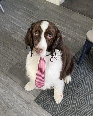 Handsome Jake 
 (his ears are wet from him having a drink) lol