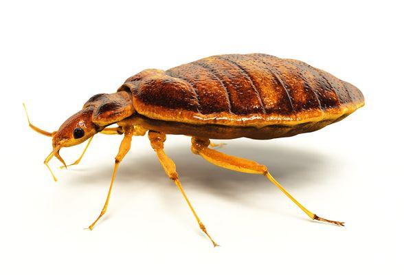 Bed Bug treatment available for you.