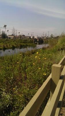 Pond in spring time.