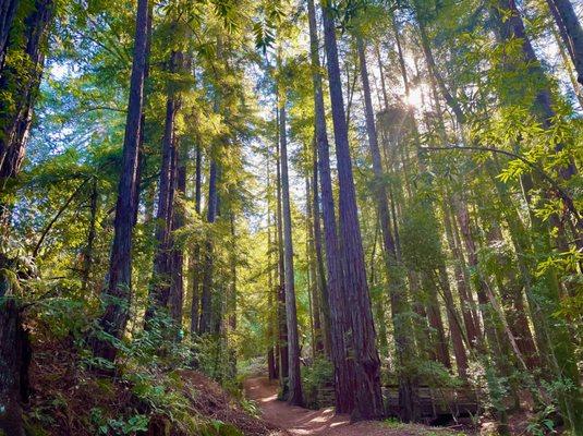 Simply Gorgeous Day Spa is a hidden oasis nestled among the forested redwoods of  Montclair Village.