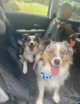 Dogs were very comfortable and happy upon pickup! Also fluffy and clean :)