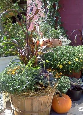 Hardy mums, Millet, Kale & Mum combination bushel-gorgeous