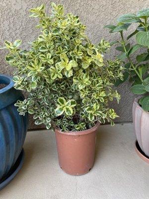 I haven't seen this girl before, she's a Marble Queen coprosma or mirror plant. Very healthy!