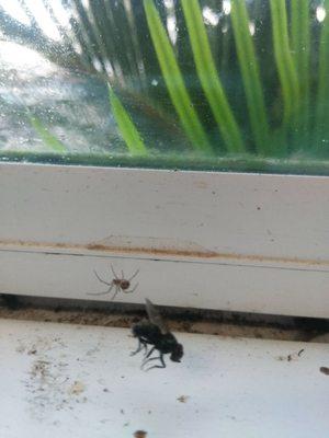 Lots of dead flies in the window plus this spider preparing his meal.