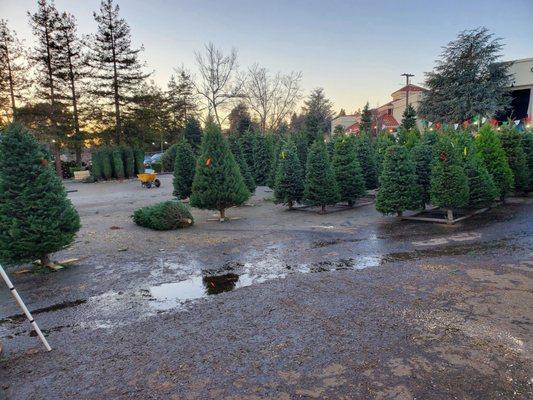 Morning Glory Farm Christmas Trees