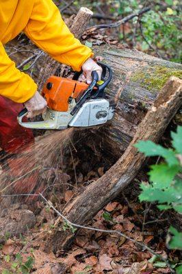 Yellow Ribbon Tree Experts