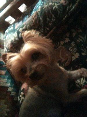 Nada our Yorkie vogueing her new look.