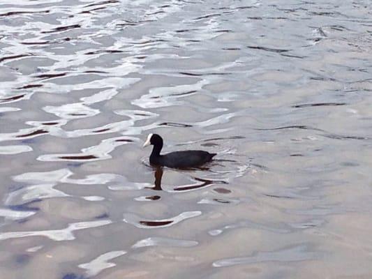 Endangered Hawaiian Coot?