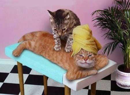 Massage makes me purr!