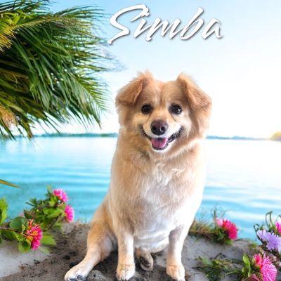 Simba- Pomeranian