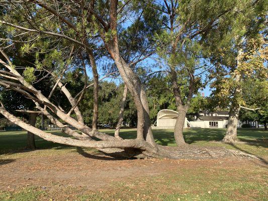 The climbing tree