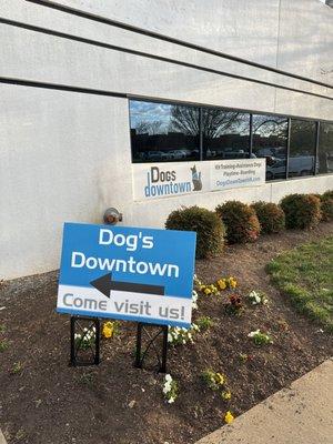 Dogs Downtown