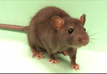 Rat season is here,call us today for your free rat inspection a $95 .00 value