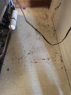 Mouse droppings behind the fridge