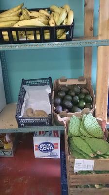 Avocados and cactus